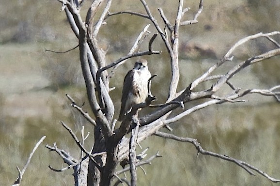 Prairie Falcon - robert bowker