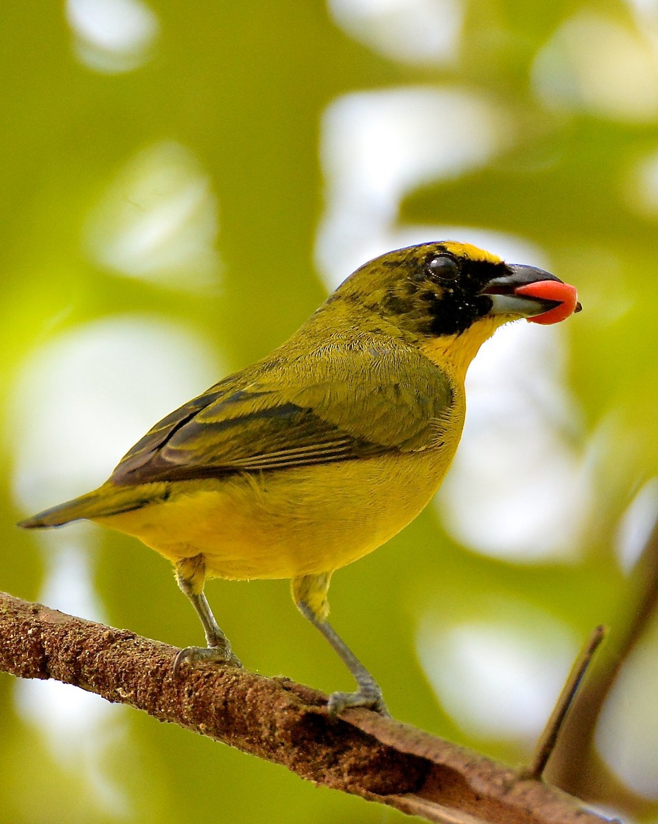 Thick-billed Euphonia (Black-tailed) - ML141616151