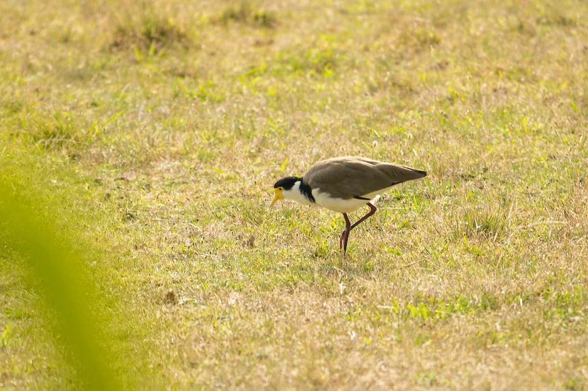 Masked Lapwing - Ian Routley