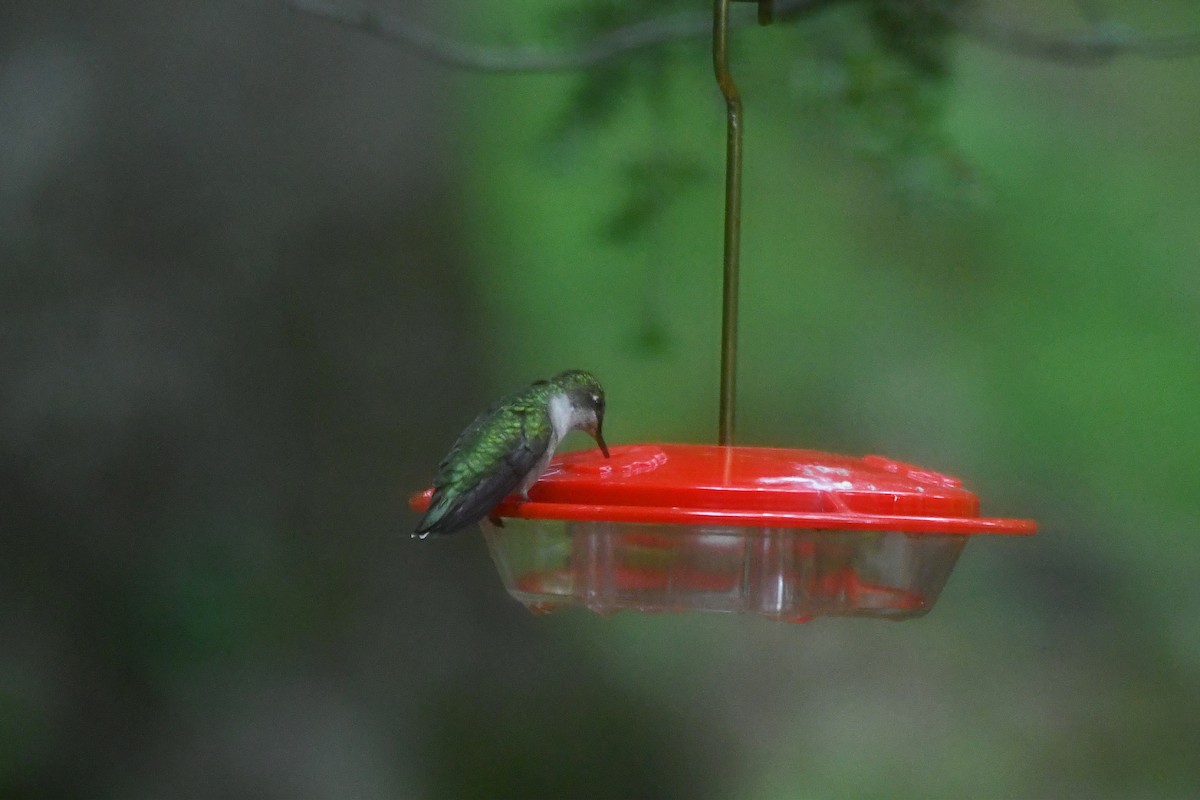 Ruby-throated Hummingbird - Brian Henderson