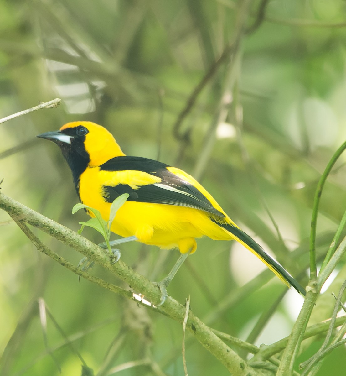 Yellow-tailed Oriole - ML141617811