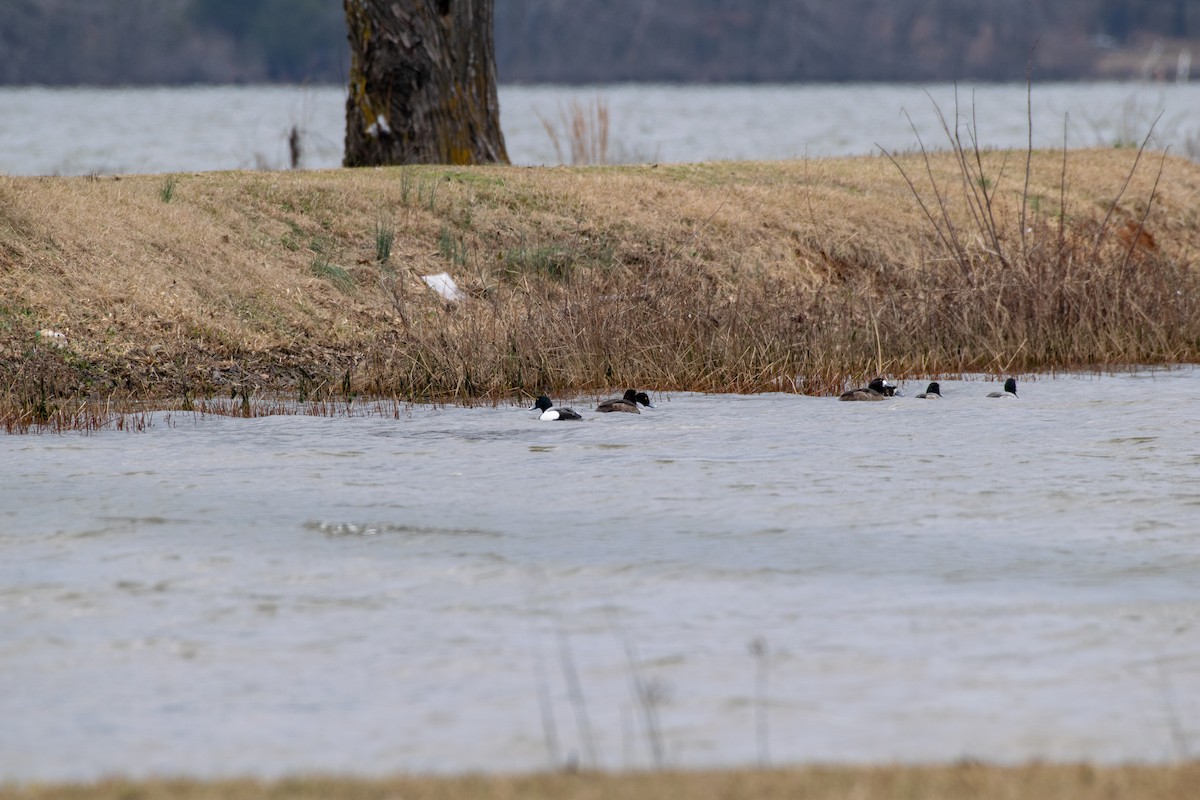 Greater Scaup - ML141617931