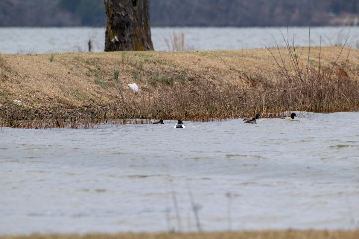 Greater Scaup - ML141617941