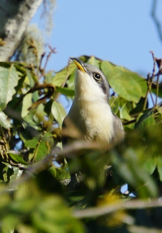 Mangrove Cuckoo - Lisa Johnson