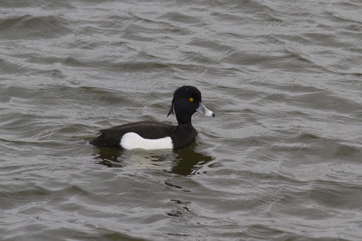 Tufted Duck - ML141619321
