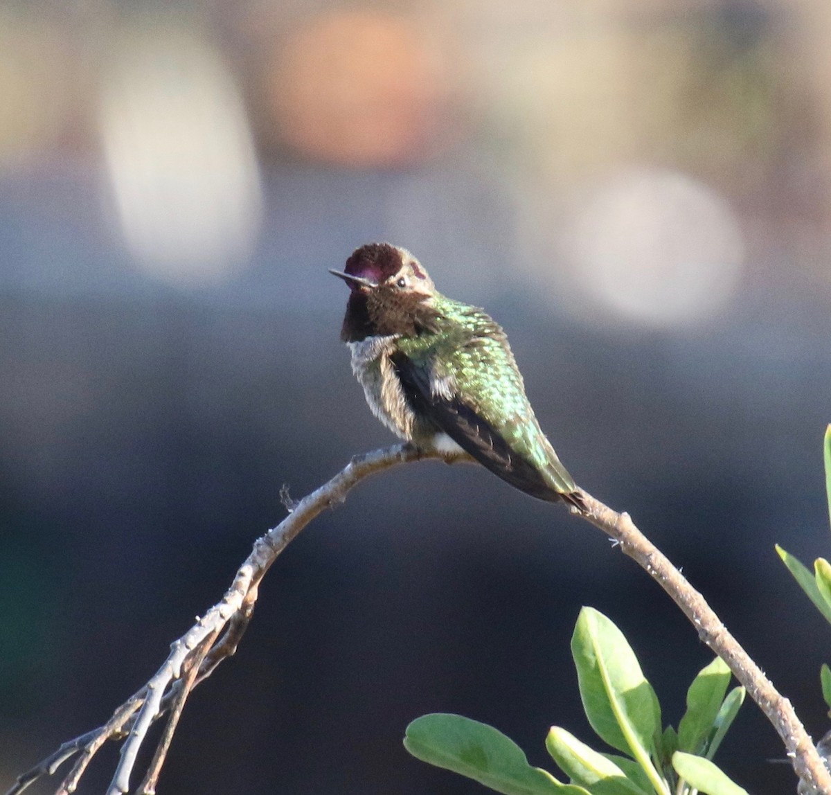 Anna's Hummingbird - ML141619681