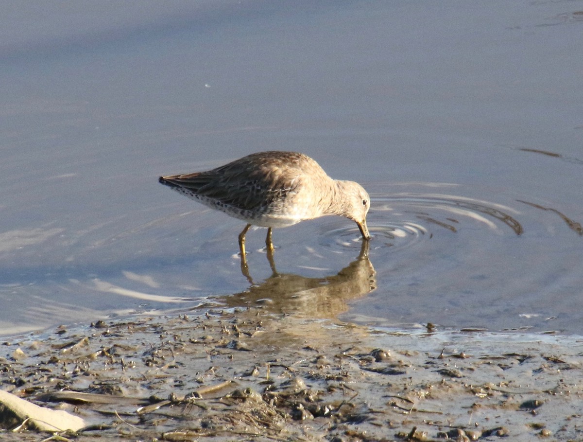 Short-billed/Long-billed Dowitcher - Millie and Peter Thomas