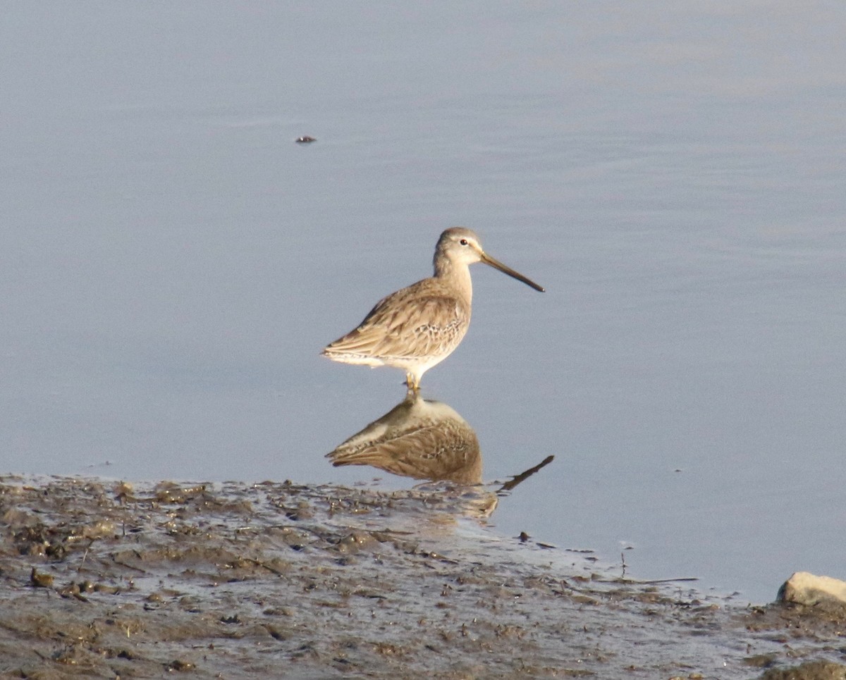 Short-billed/Long-billed Dowitcher - Millie and Peter Thomas