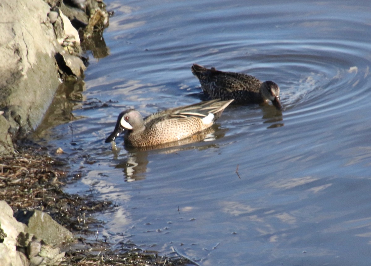 Blue-winged Teal - ML141620591