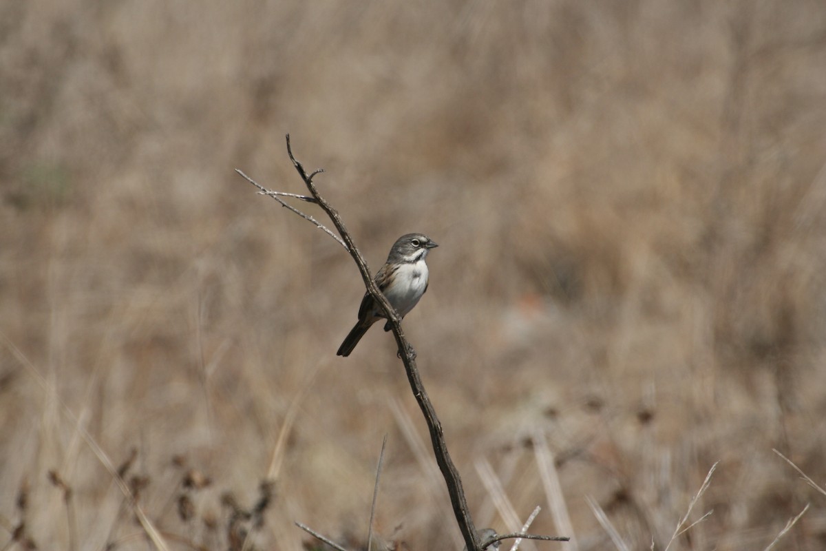 Bell's Sparrow (clementeae) - Sam Stuart