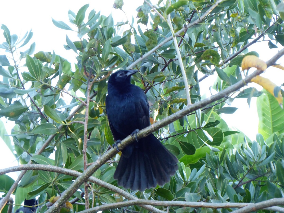 Melodious Blackbird - ML141622021