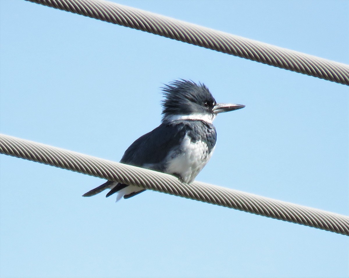Belted Kingfisher - Suzanne Odum