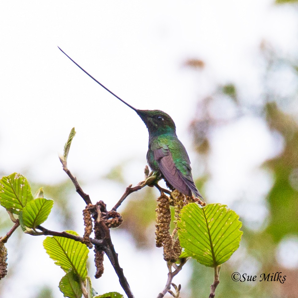 Sword-billed Hummingbird - Sue&Gary Milks