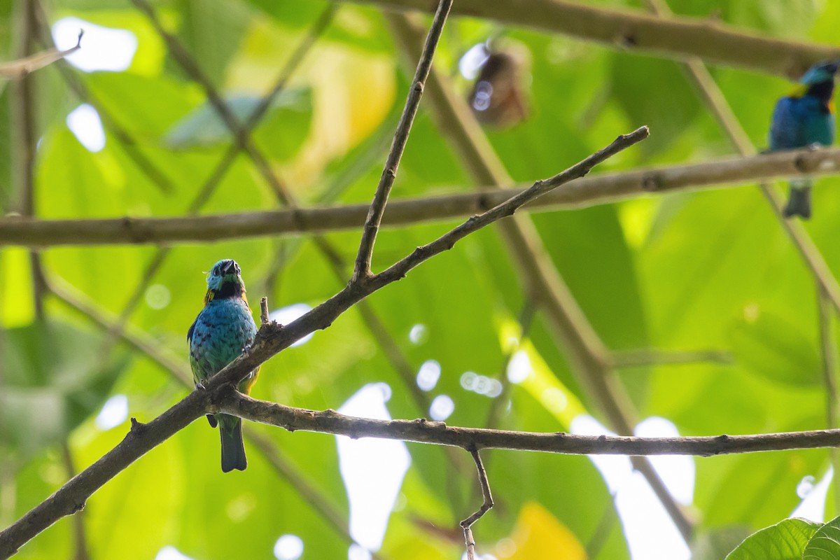 Green-headed Tanager - ML141623531