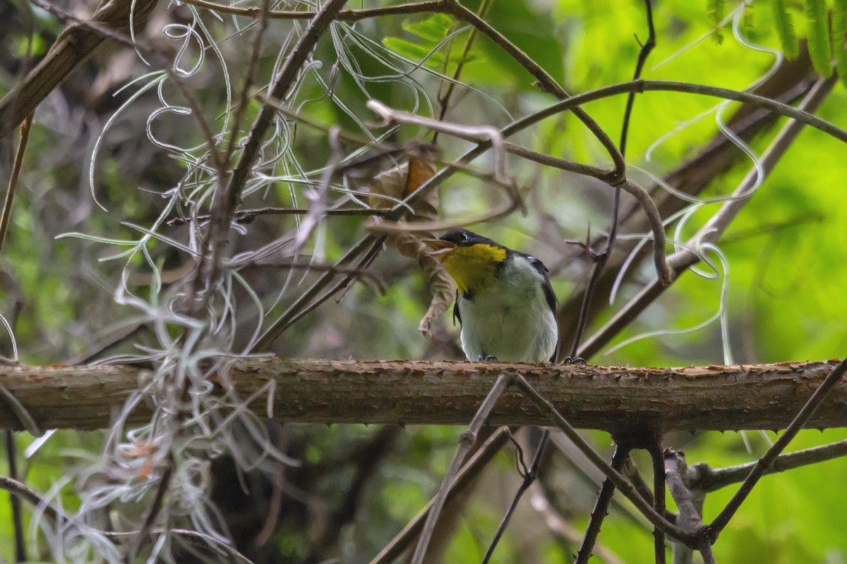 Yellow-backed Tanager - ML141623591