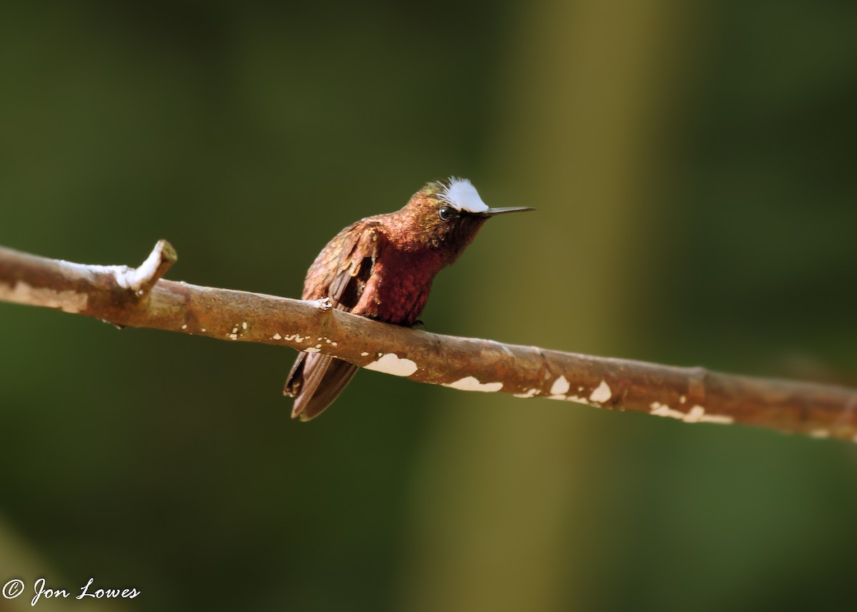 kolibřík běločelý - ML141623691