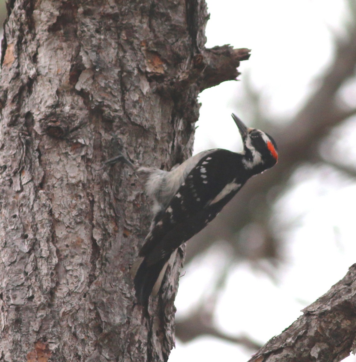 Hairy Woodpecker - ML141623831
