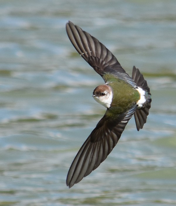 Violet-green Swallow - Steve Nord