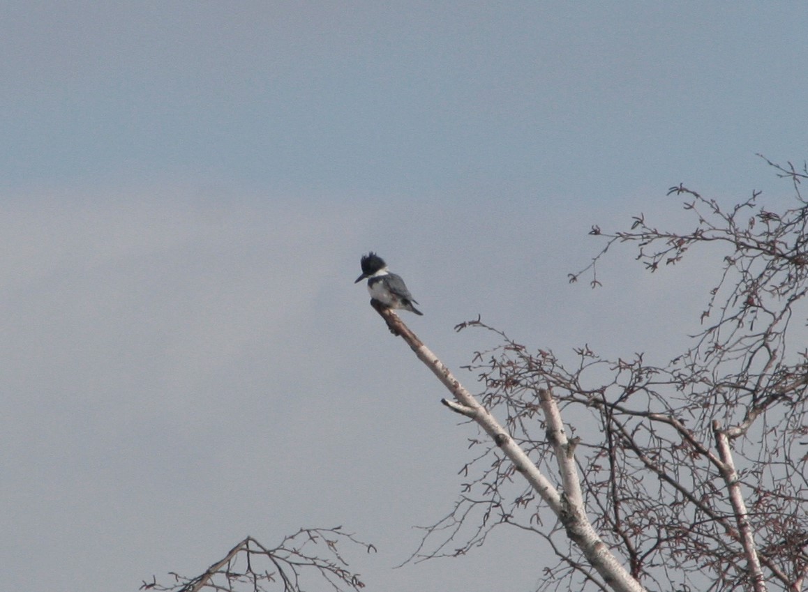 Belted Kingfisher - Susanne Williams