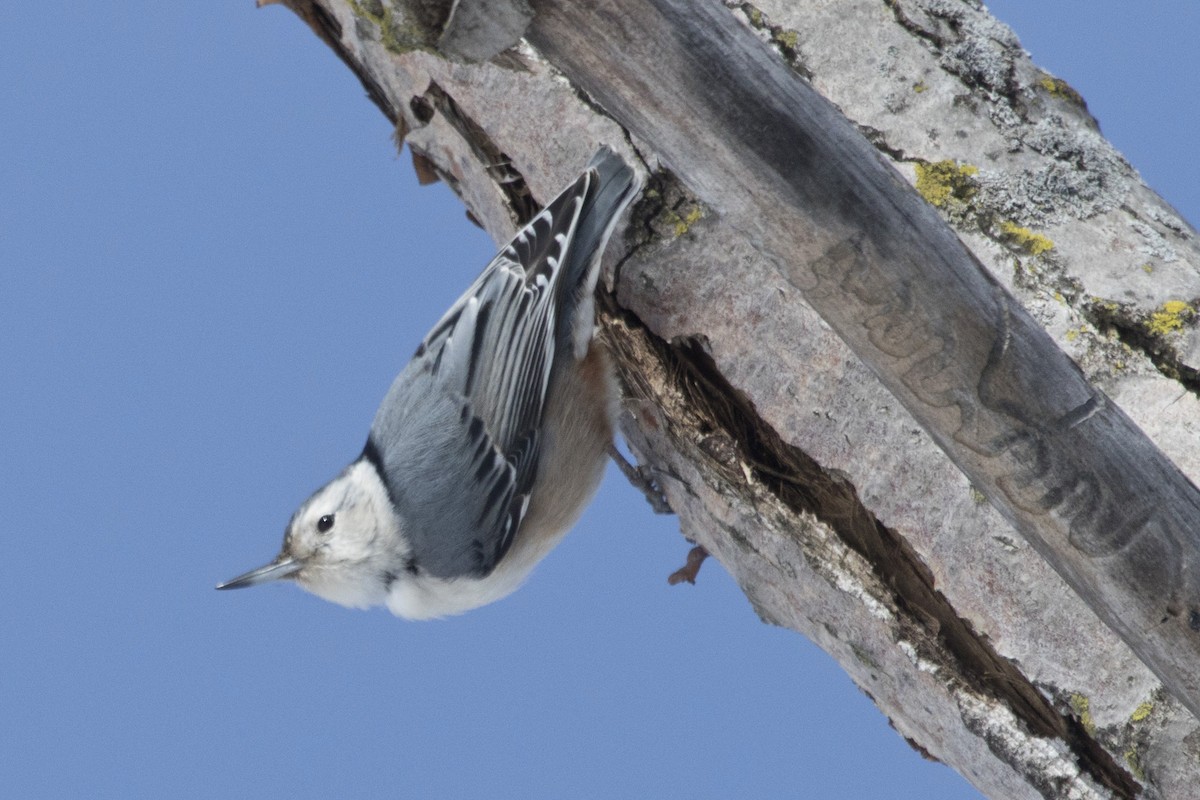 White-breasted Nuthatch - ML141625391