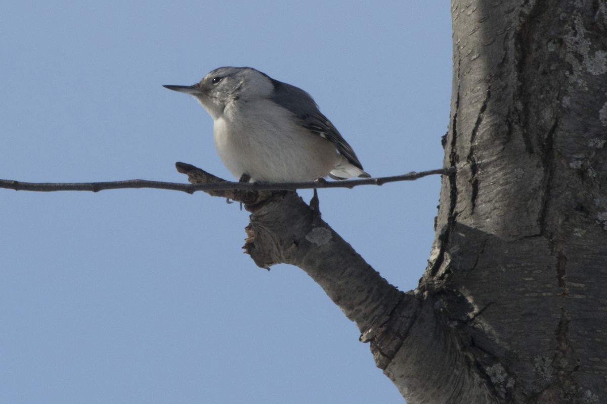 White-breasted Nuthatch - ML141625631