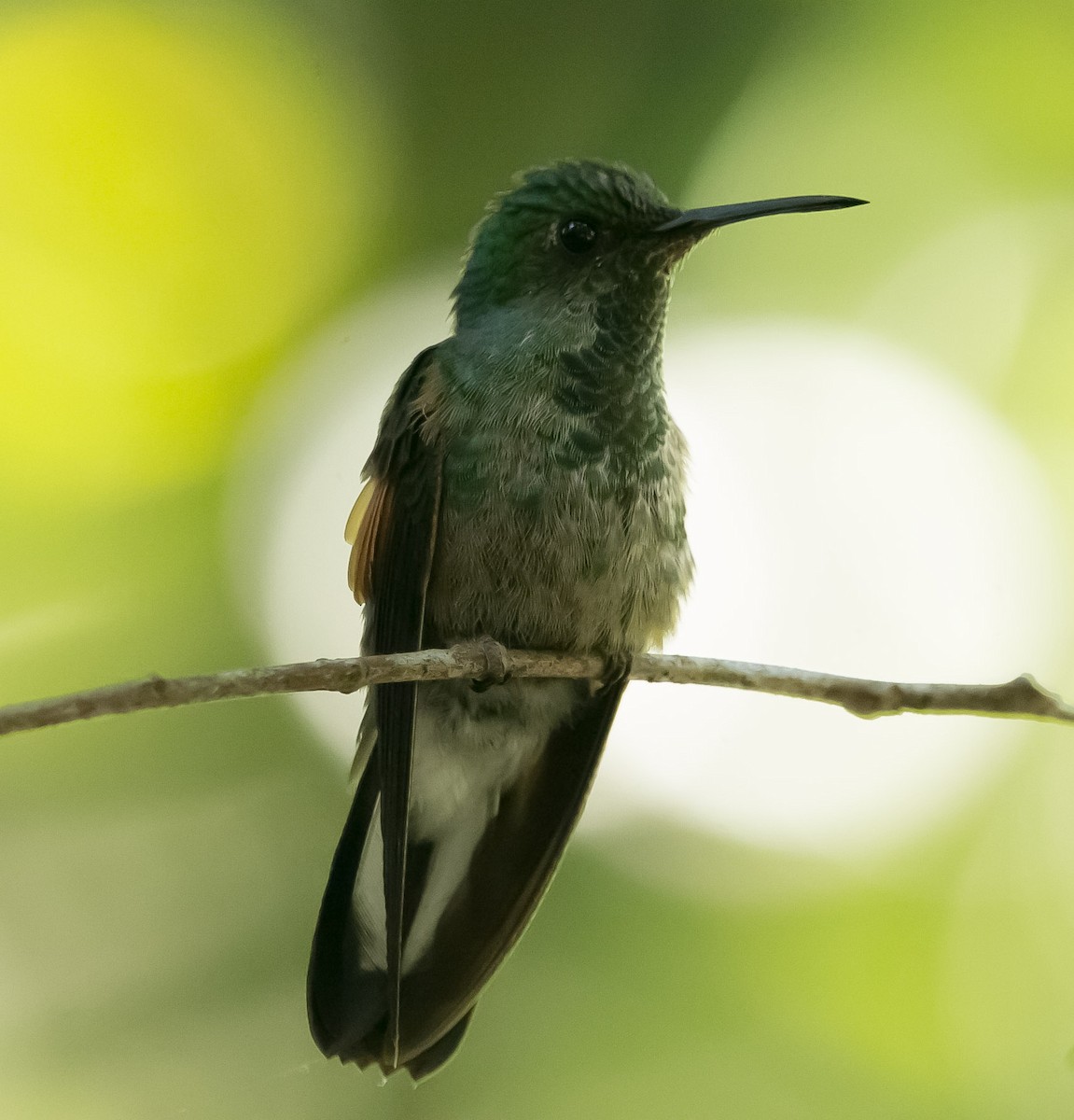 Stripe-tailed Hummingbird - Isaias Morataya