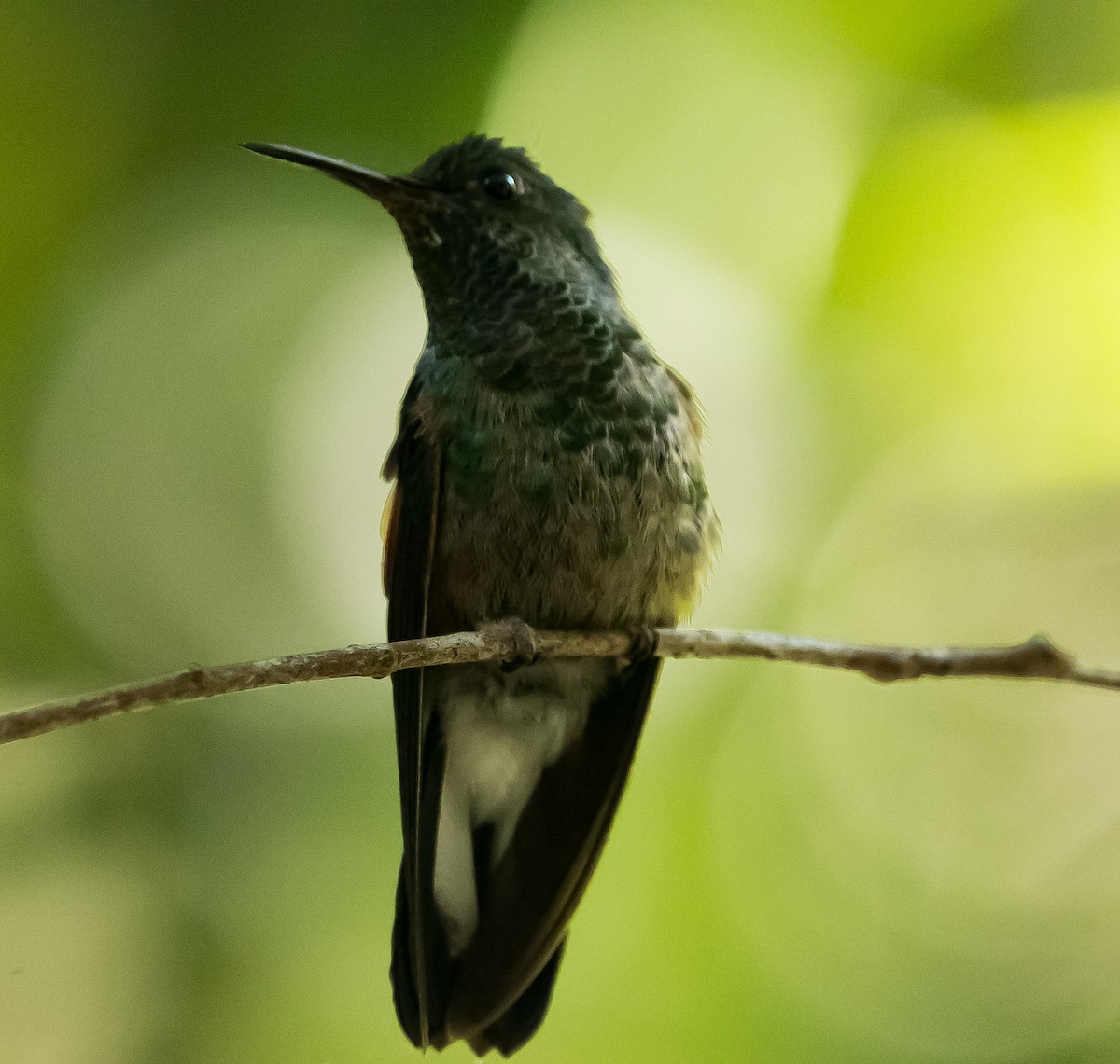 Stripe-tailed Hummingbird - ML141626691