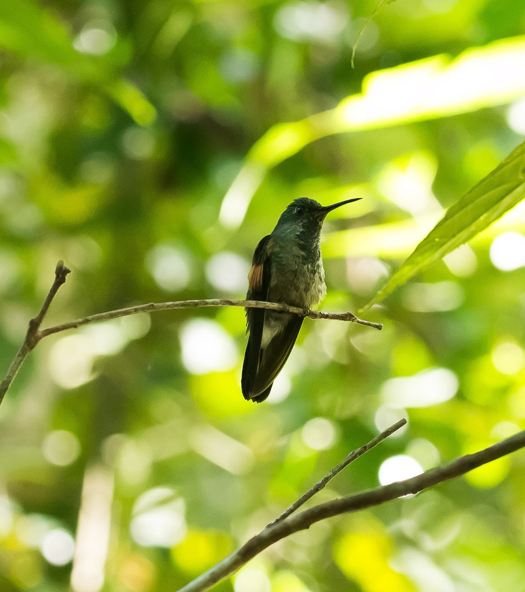 Stripe-tailed Hummingbird - ML141626751