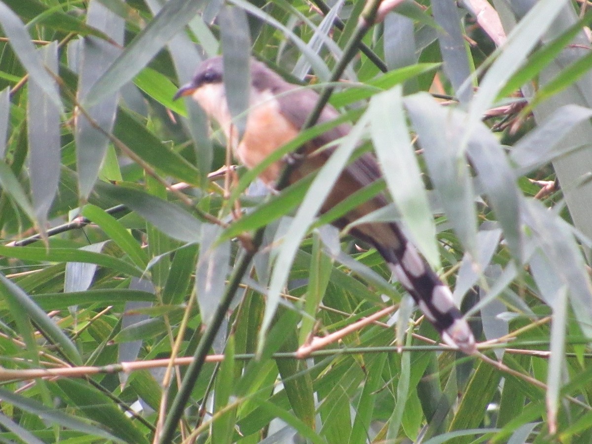 Mangrove Cuckoo - Debbie Baker