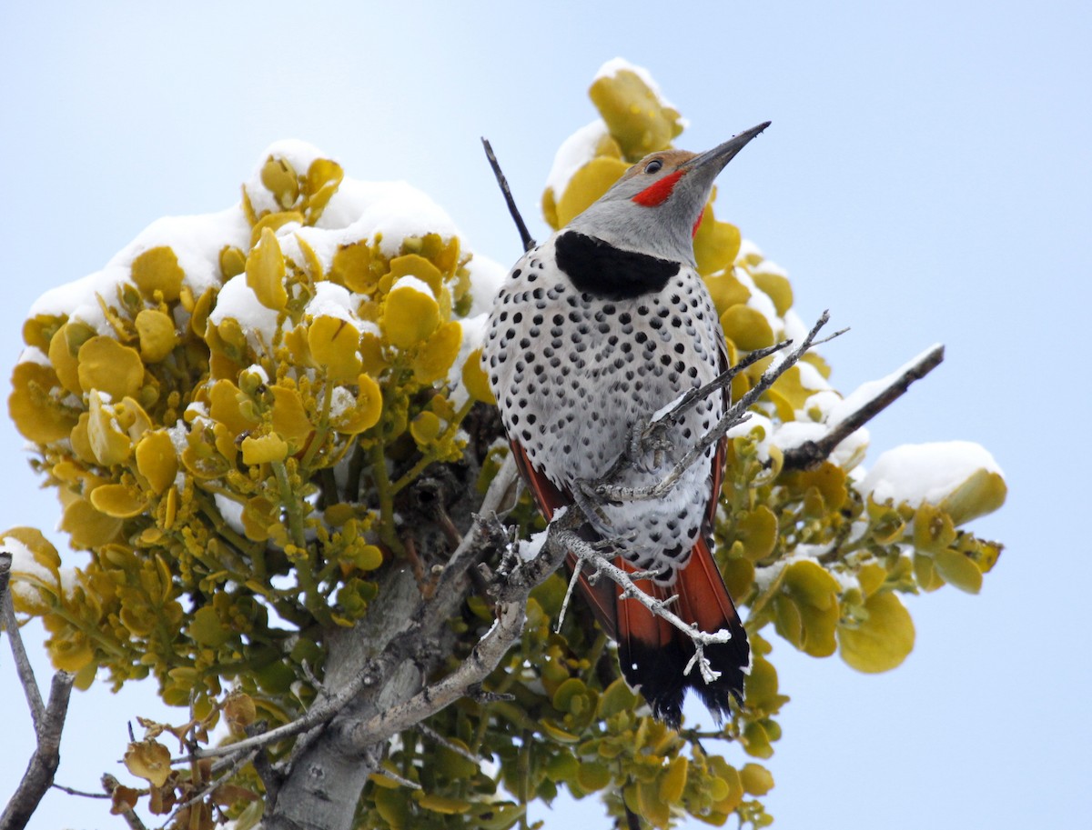 Northern Flicker (Red-shafted) - Ron Friesz