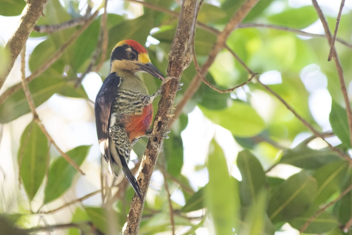 Golden-naped Woodpecker - Guillermo  Saborío Vega
