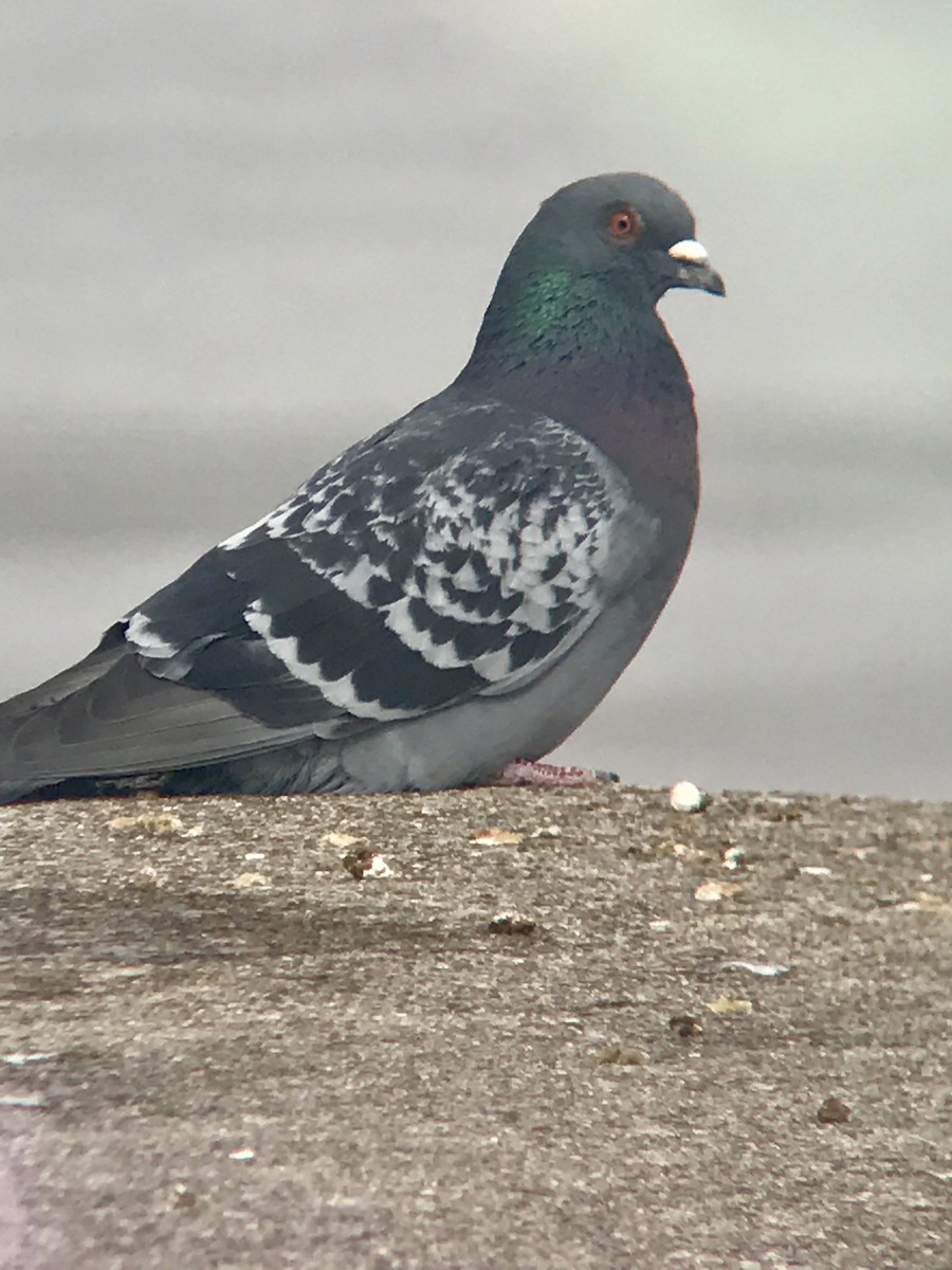 Rock Pigeon (Feral Pigeon) - ODU Ornithology