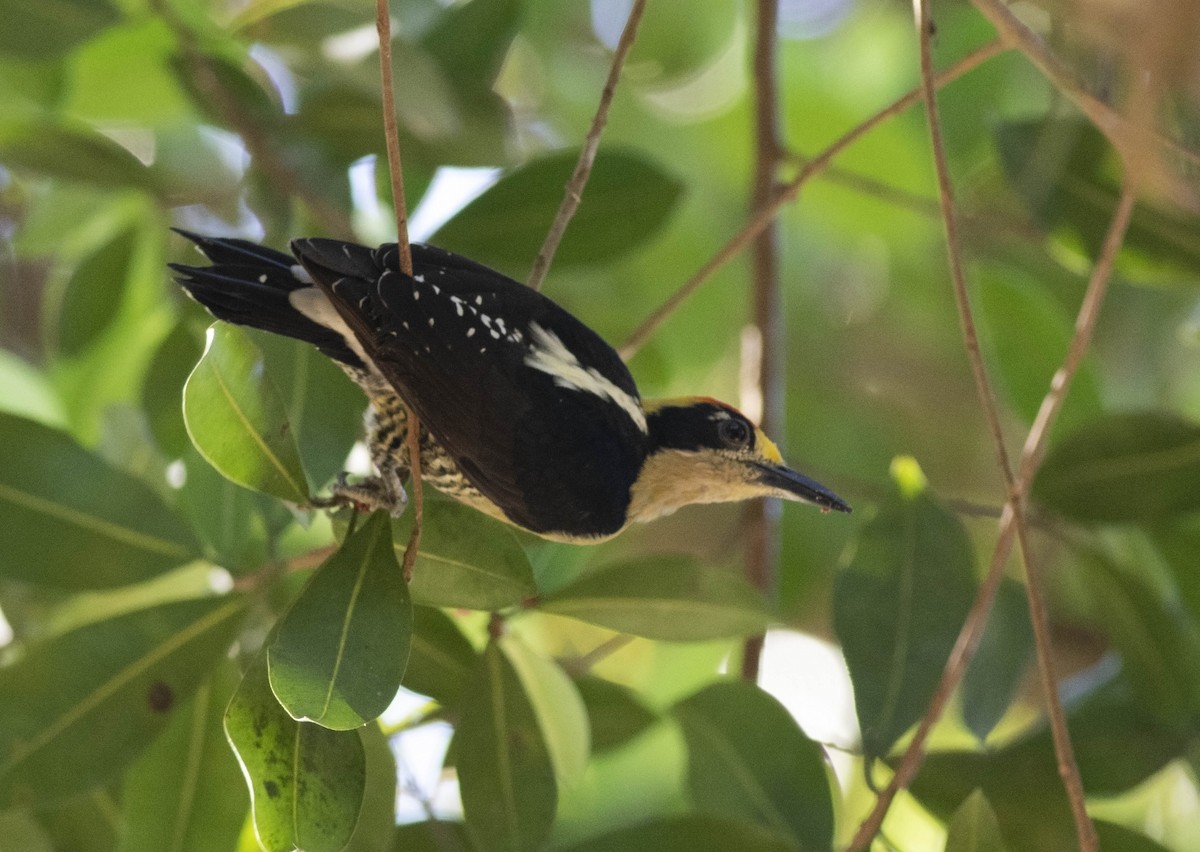 Golden-naped Woodpecker - Guillermo  Saborío Vega