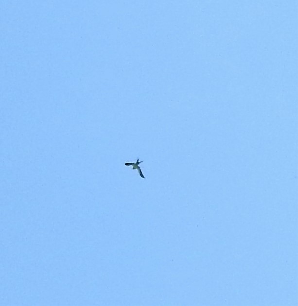 Swallow-tailed Kite - Sharon Wilcox