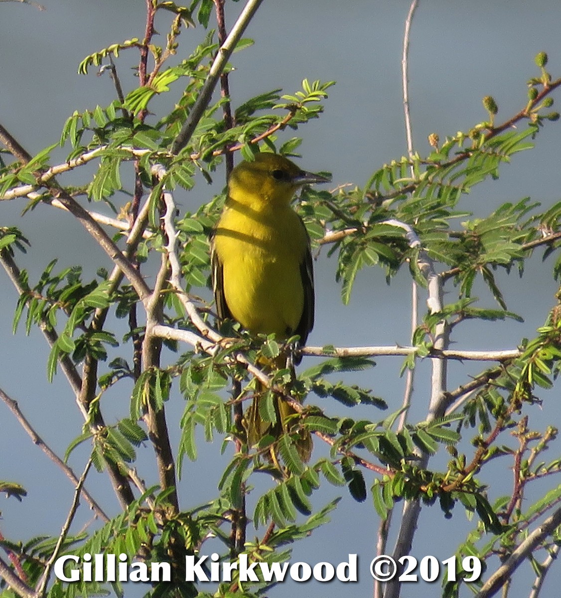 Orchard Oriole - ML141628431