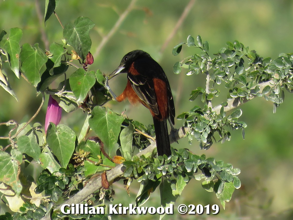 Orchard Oriole - ML141628441