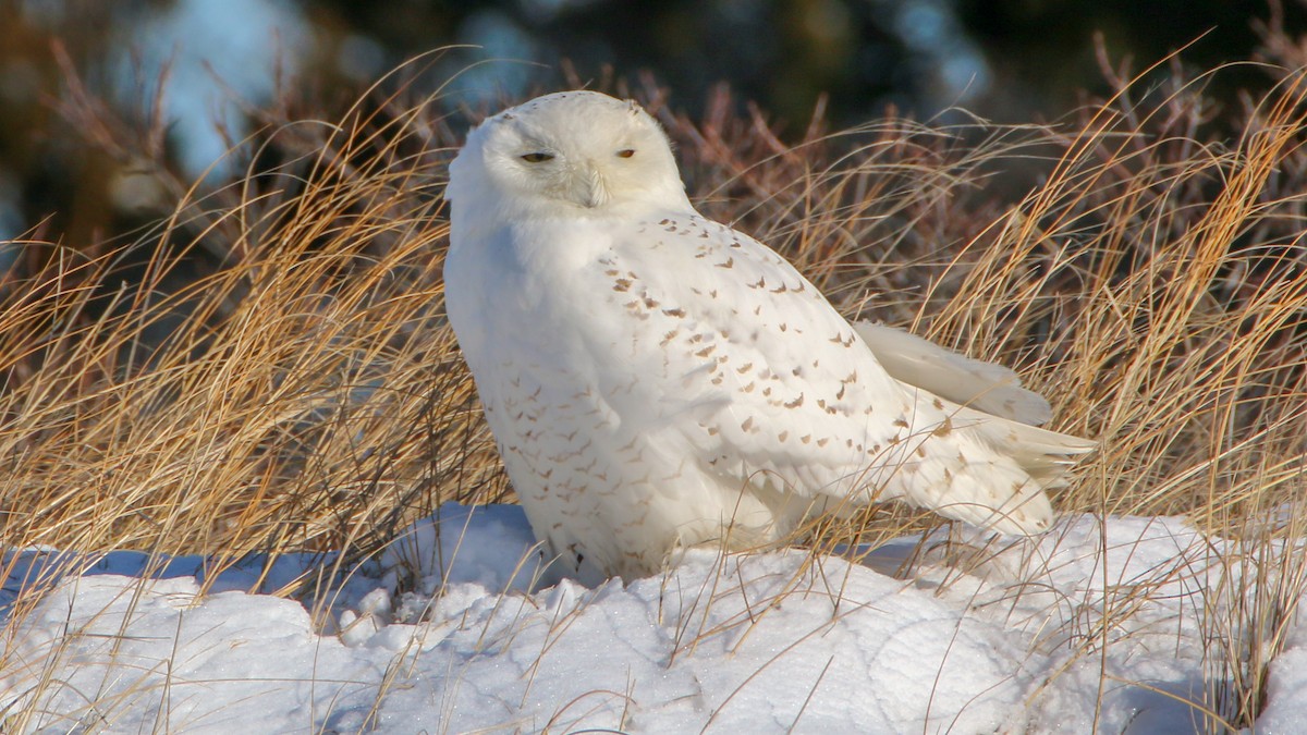 Snowy Owl - Jack McDonald