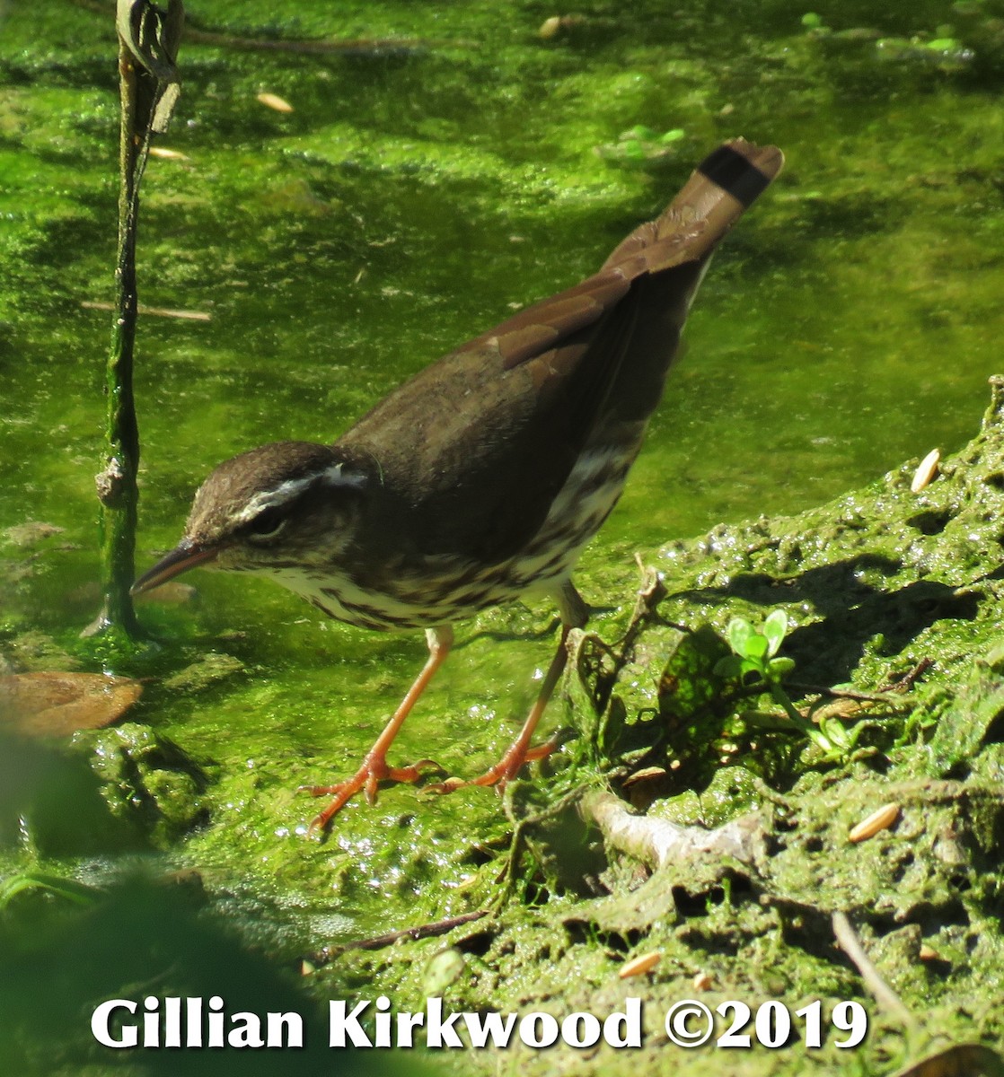 Northern Waterthrush - Gillian Kirkwood