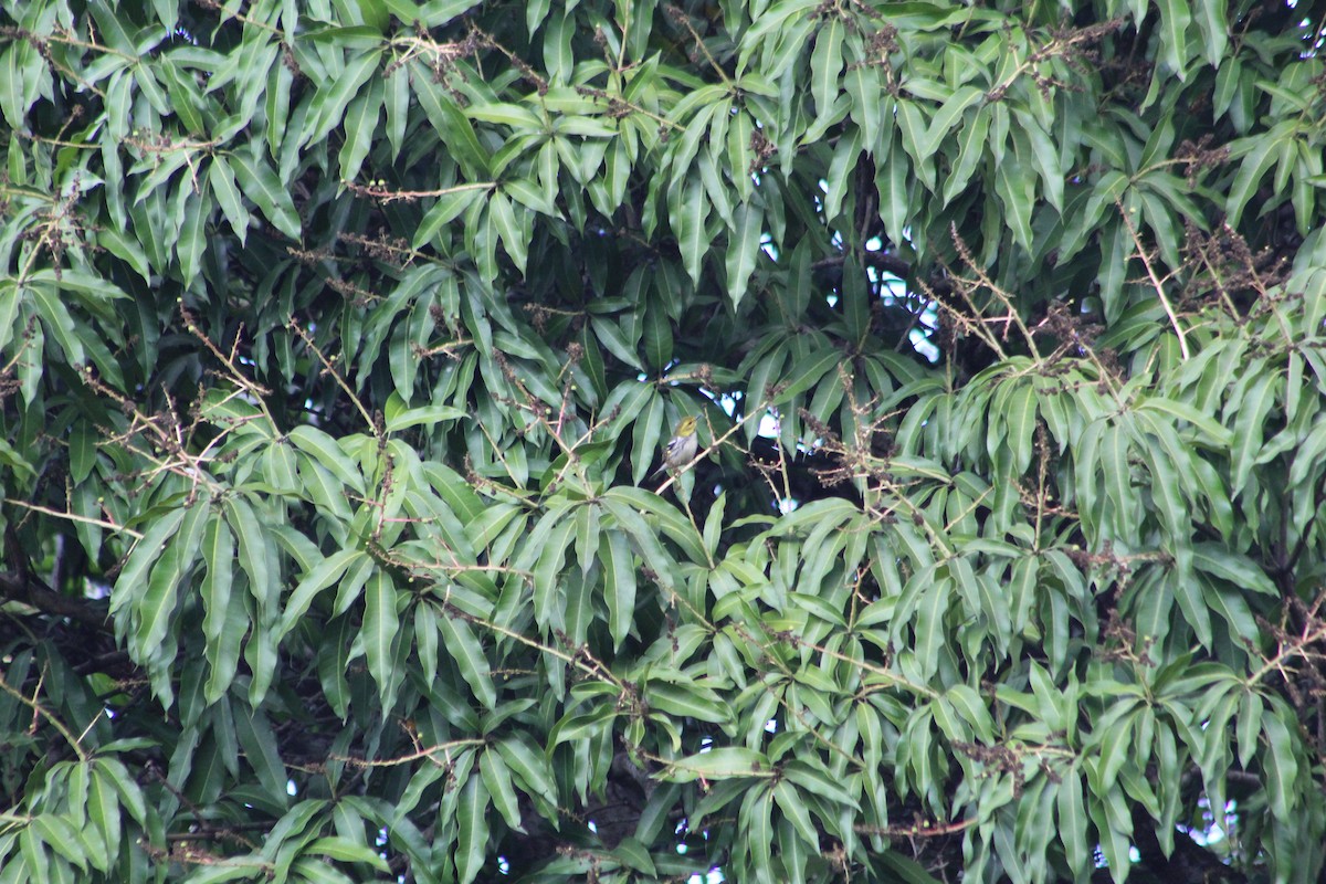 Black-throated Green Warbler - ML141630961