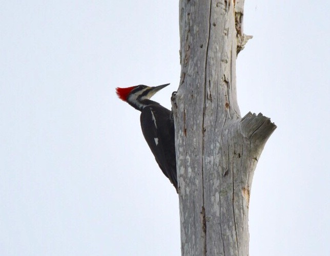 Pileated Woodpecker - ML141633481