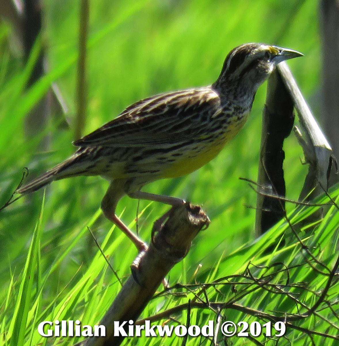 Eastern Meadowlark - Gillian Kirkwood