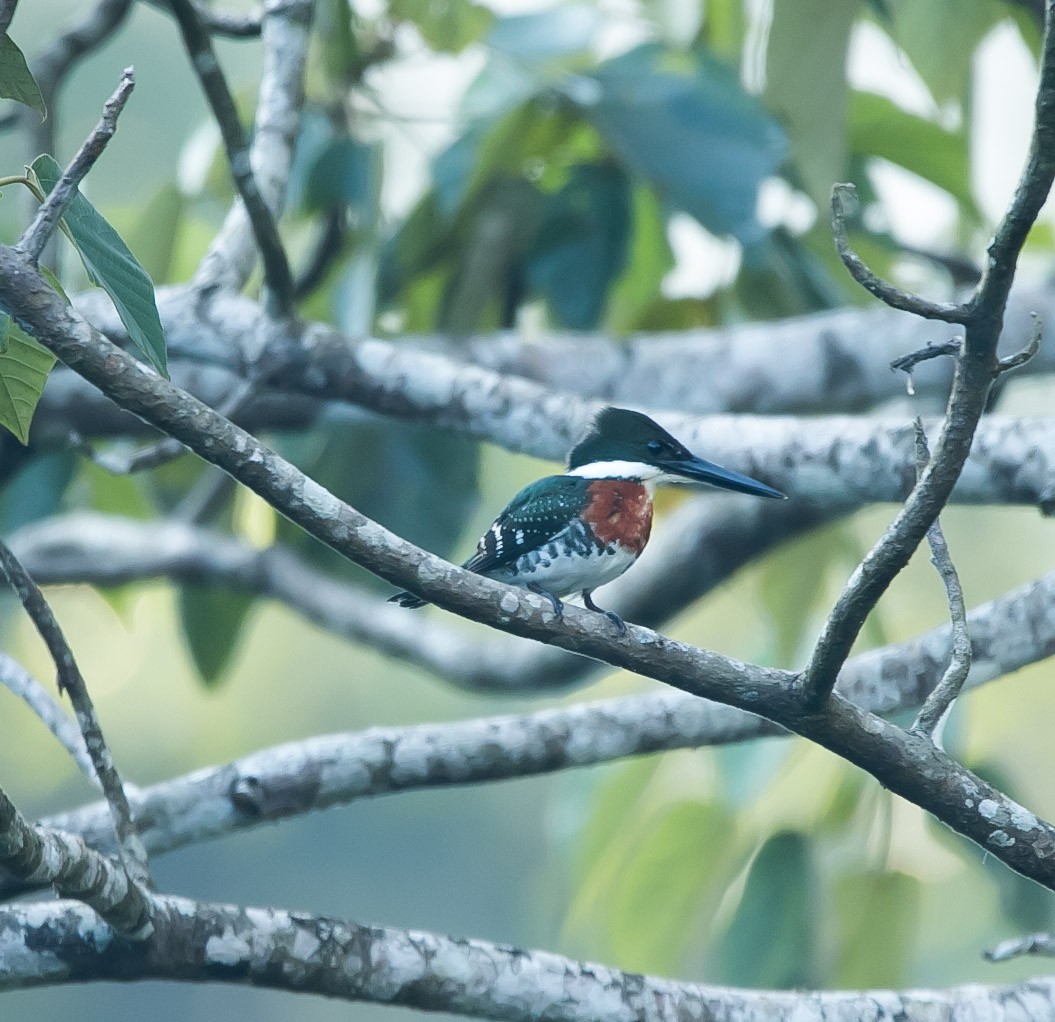 Green Kingfisher - Isaias Morataya