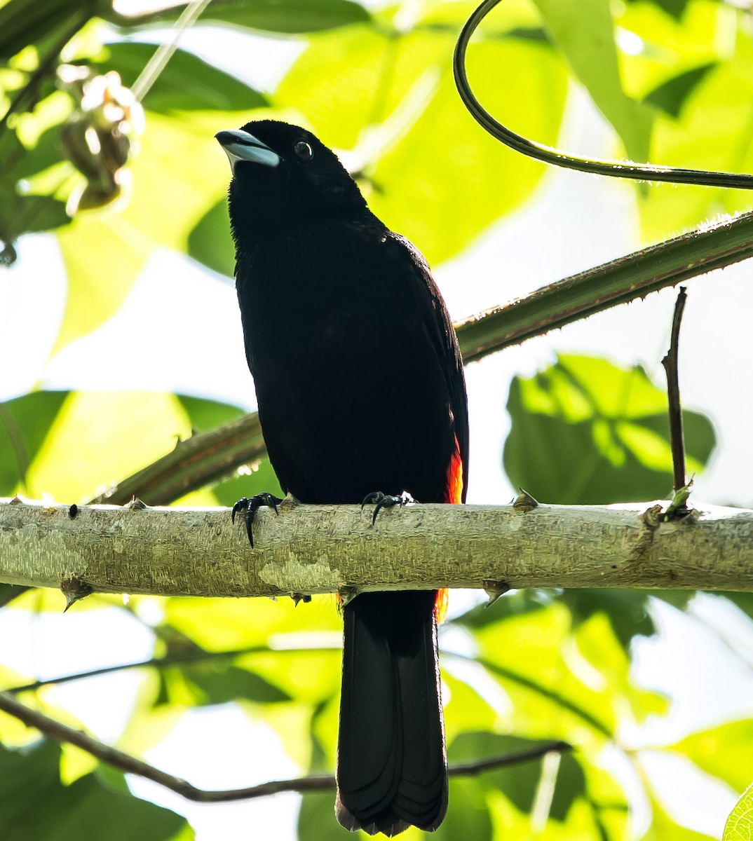 Scarlet-rumped Tanager - ML141634101