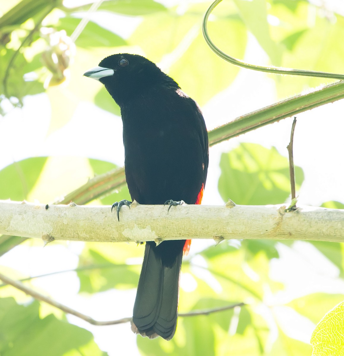 Scarlet-rumped Tanager - ML141634141