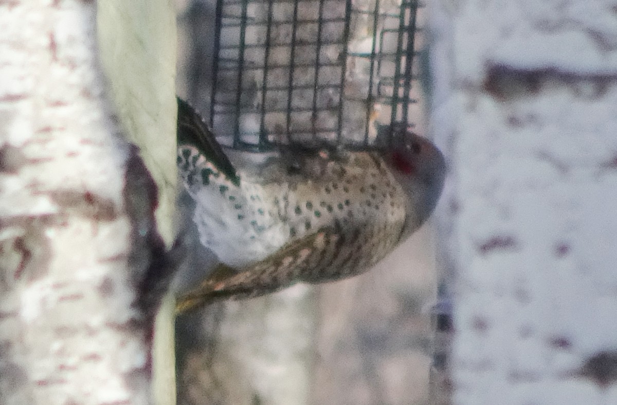 Northern Flicker (Yellow-shafted x Red-shafted) - Paolo Matteucci