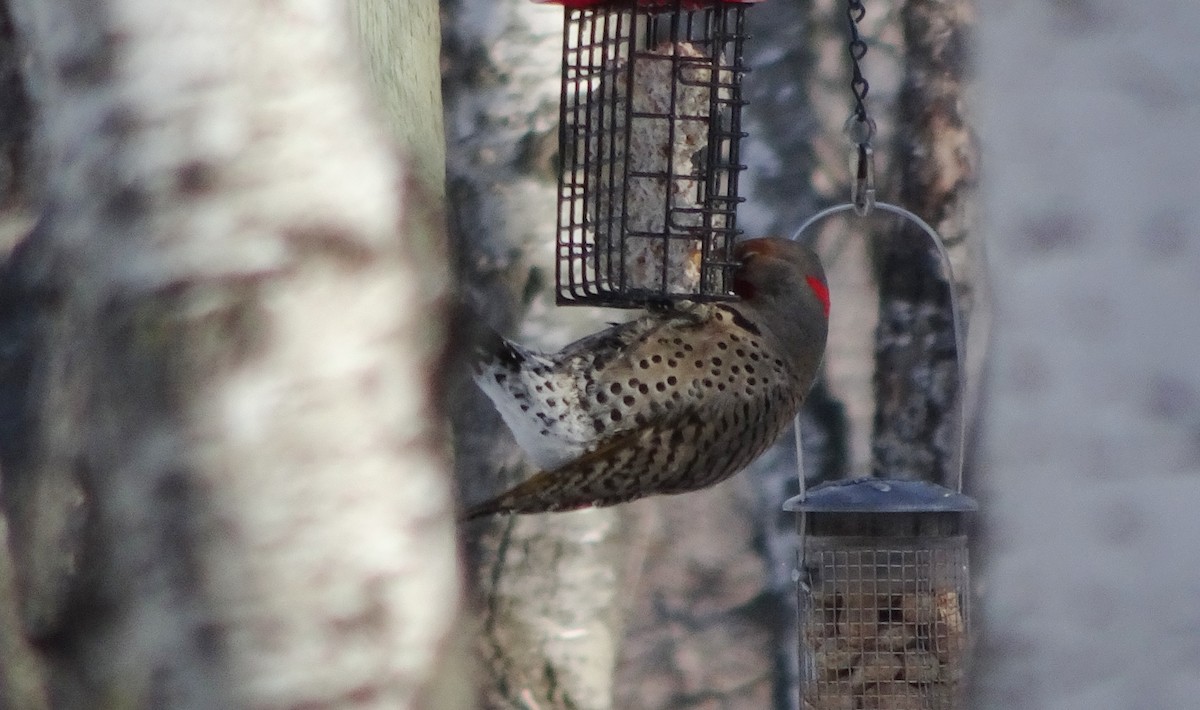 Northern Flicker (Yellow-shafted x Red-shafted) - Paolo Matteucci