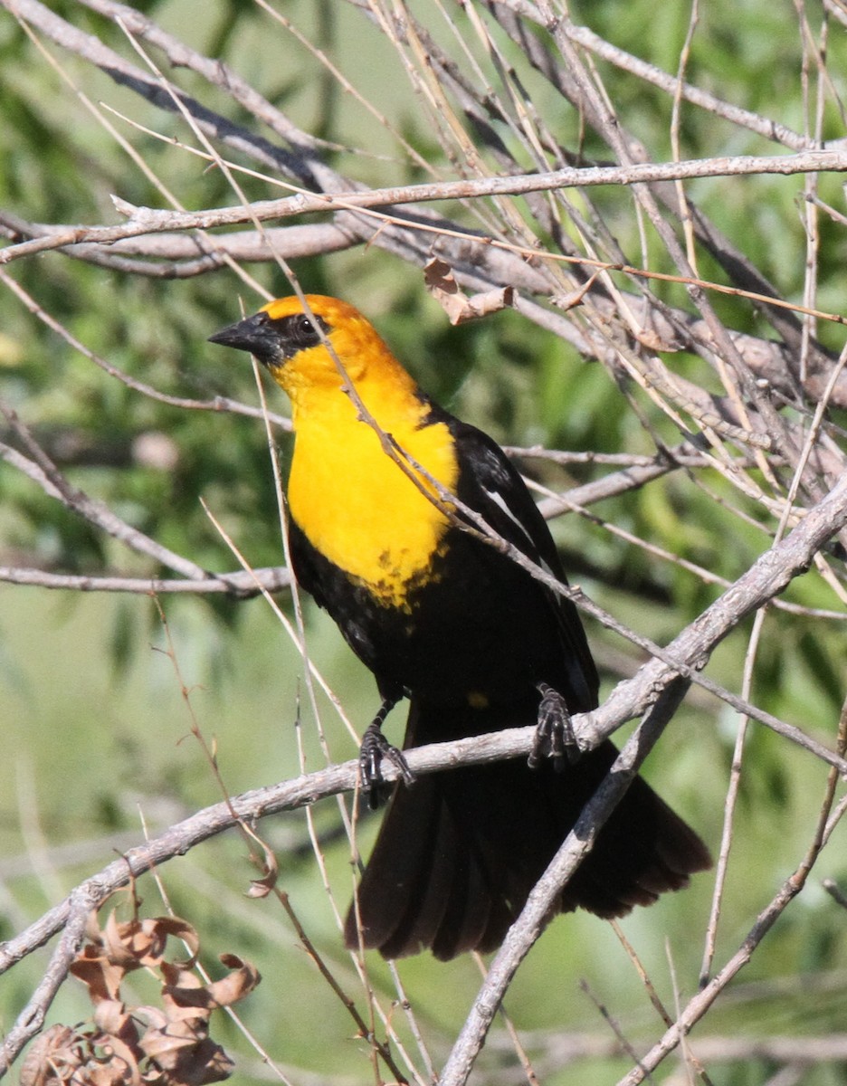 Yellow-headed Blackbird - ML141636361