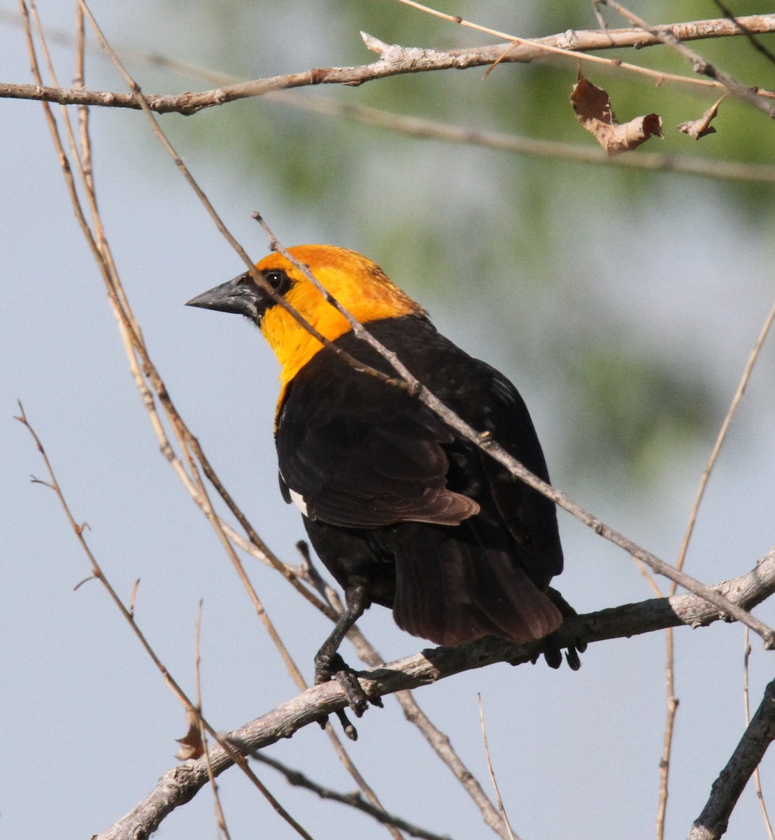 Yellow-headed Blackbird - ML141636371