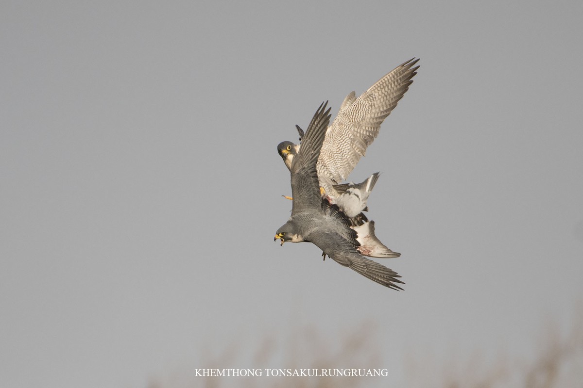 Peregrine Falcon - Khemthong Tonsakulrungruang