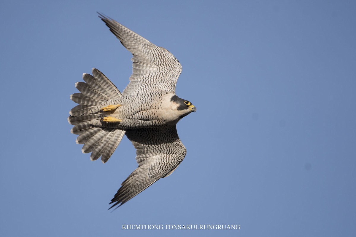 Peregrine Falcon - Khemthong Tonsakulrungruang